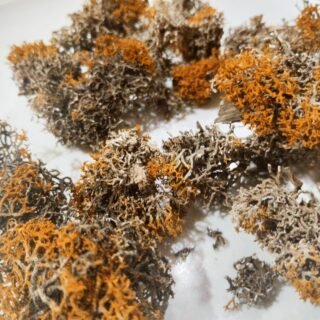 A close-up of a hand holding dried Himalayan lichen, with several other lichen pieces on a white plate below.