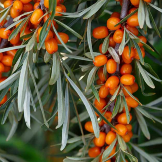 Organic sea buckthorn berries on branch with green leaves – natural herbal plant rich in antioxidants.
