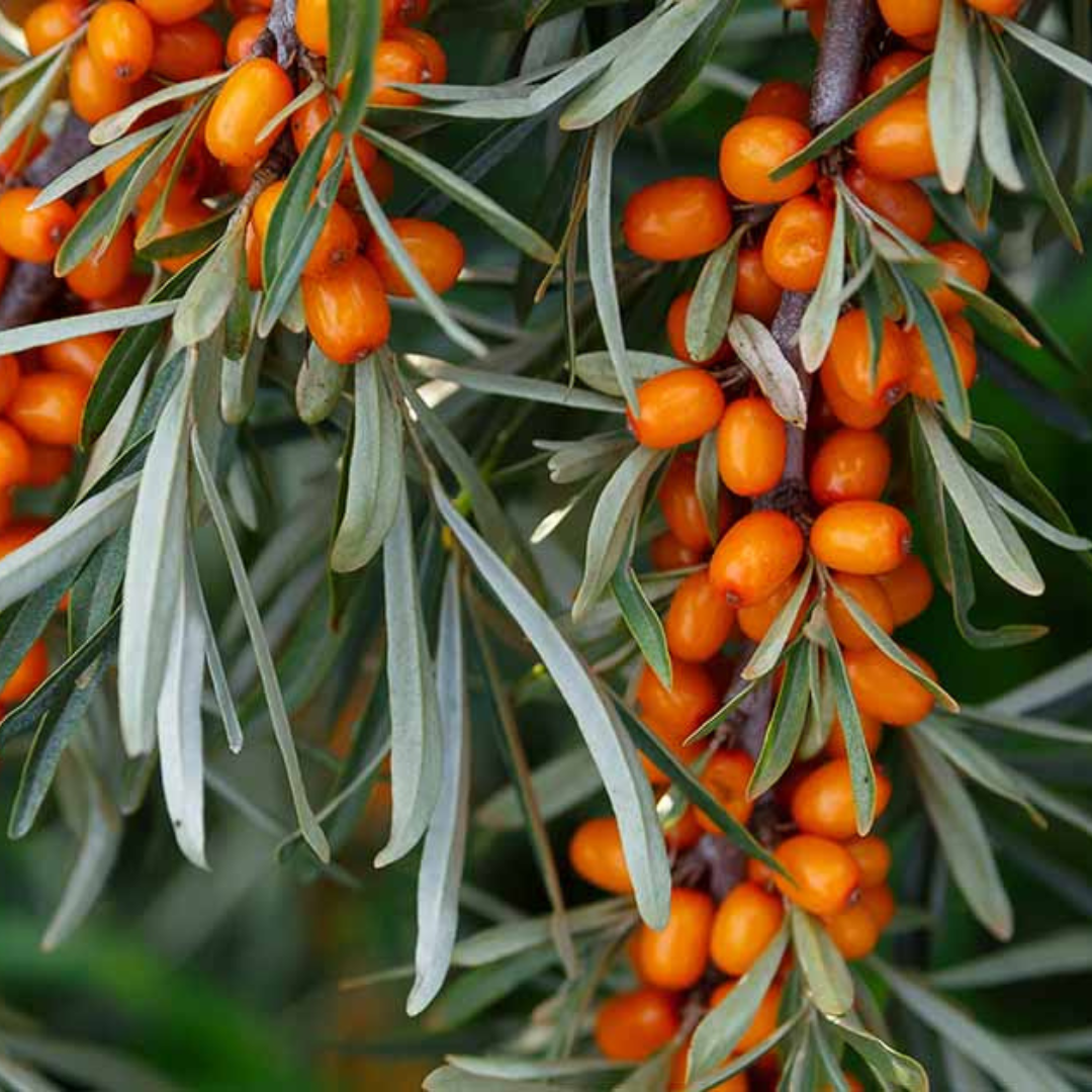 Organic sea buckthorn berries on branch with green leaves – natural herbal plant rich in antioxidants.