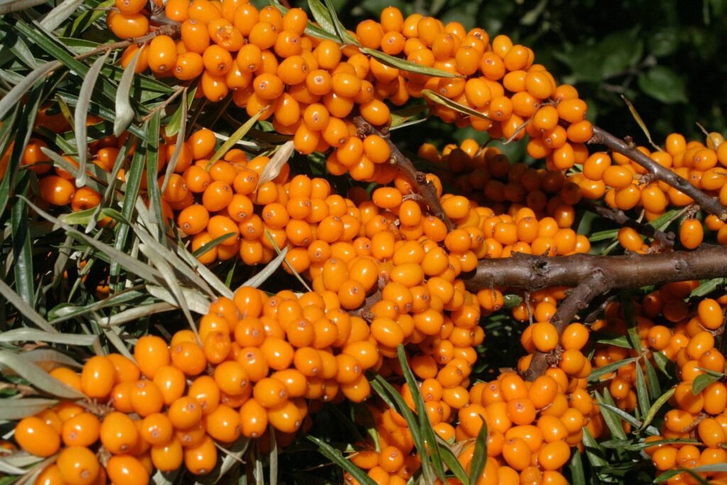 Organic Sea Buckthorn Berries